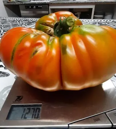 Rectoral De Anllo 3*