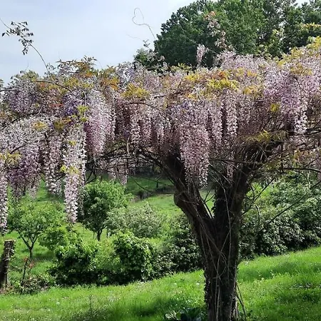 Rectoral De Anllo Sober
