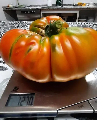 Rectoral De Anllo 3*