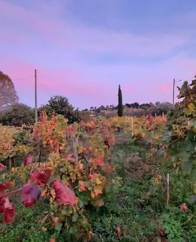 Rectoral De Anllo 3*