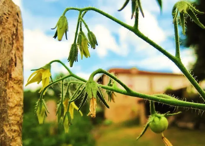 Otel Rectoral De Anllo Sober
